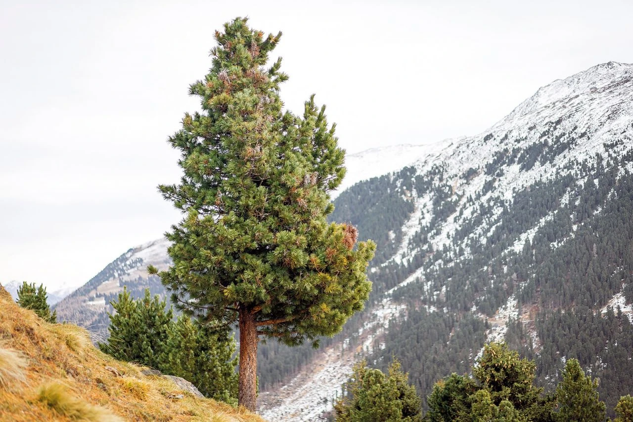 Wellness Zirbe Ganzjahresdecke 6 Wellness Zirbe Ganzjahresdecke – Bild 6