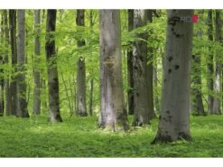 RÖWA Lattenrost Basic Komfort KF -Schlafzimmerhausladen buchenwald roewaherz 2016 mit LogouoeAjQgL3HpAK 1280x1280